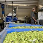Visite du Moulin à Olives – Éguilles