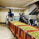 Visite du Moulin à Olives – Éguilles
