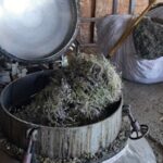 Visite guidée de la distillerie Aroma’Plantes à Sault