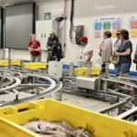 Visite guidée de la criée et centre Haliotika au Guilvinec