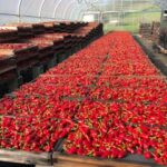 Visite guidée de l’Atelier du Piment d’Espelette